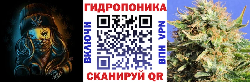 Каннабис конопля  Гай 
